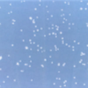 Meet your Posher, Annina